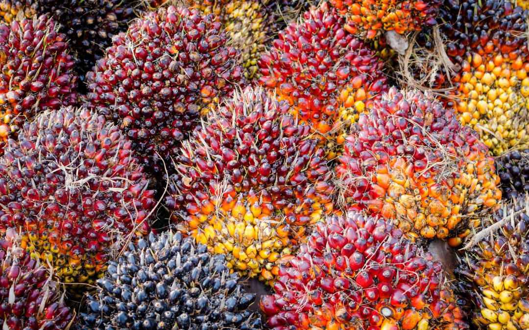 7 Cara Memelihara Kelapa Sawit agar Berbuah Banyak