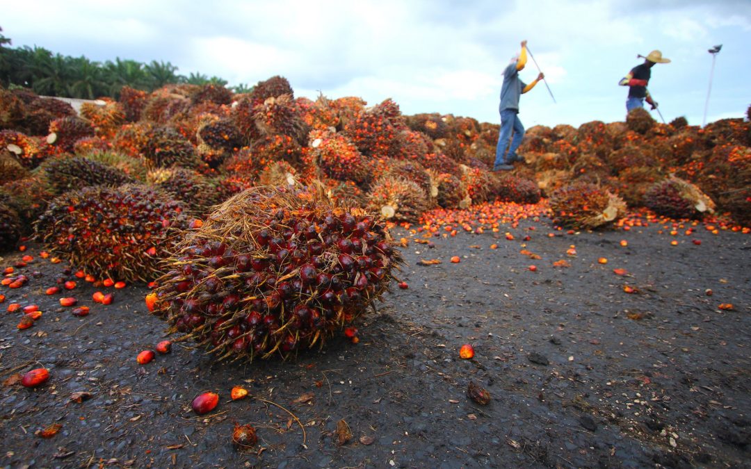 Palm Oil & RSPO