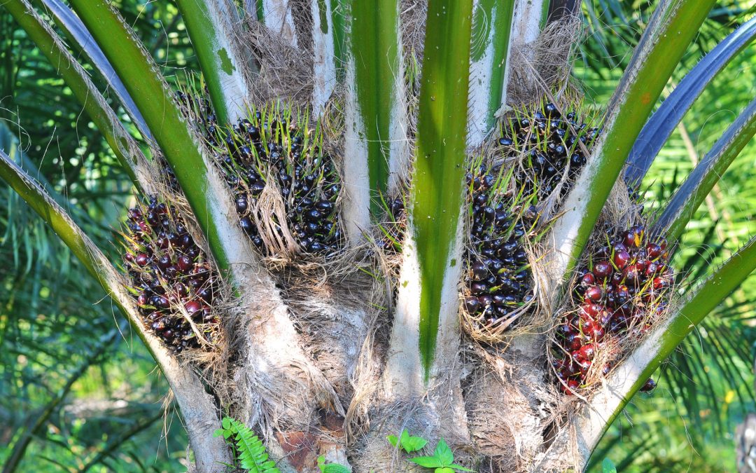 Mengendalikan Hama dan Penyakit Pada Perkebunan Kelapa Sawit