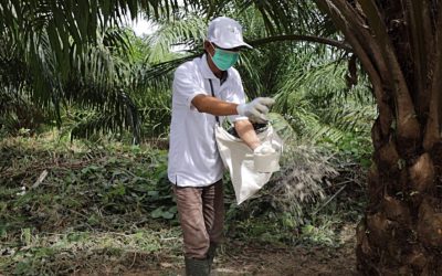 4 Cara Aplikasi Pupuk Dolomite Sesuai Kebutuhan