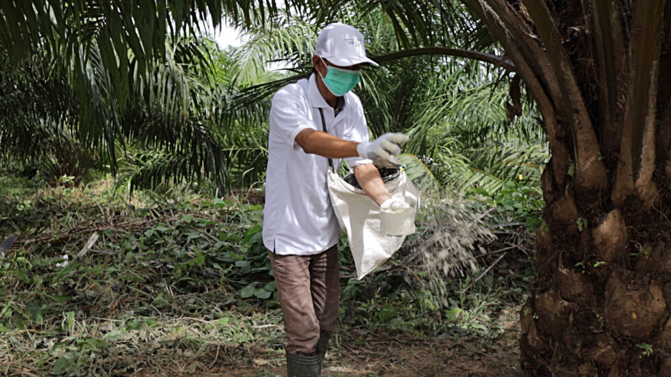 4 Cara Aplikasi Pupuk Dolomite Sesuai Kebutuhan